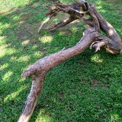 Natural Driftwood For Aquariums Terrariums Decor Etc 