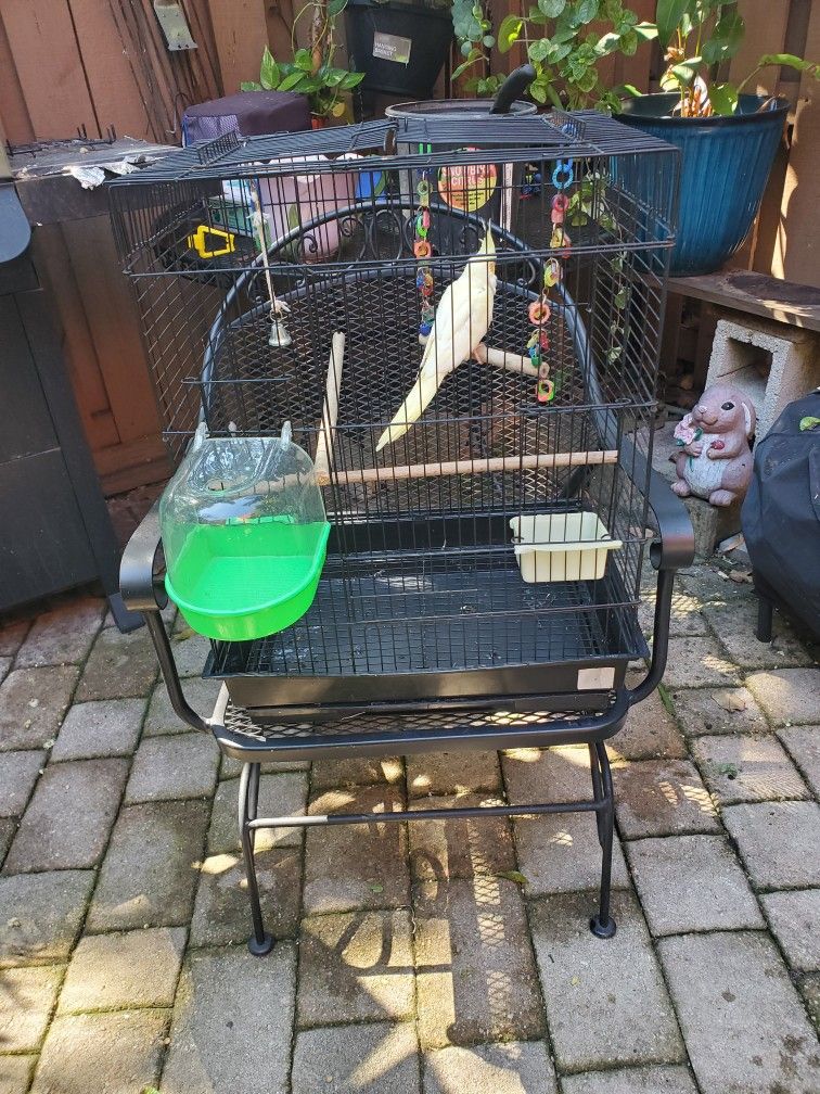 Bird Cage 