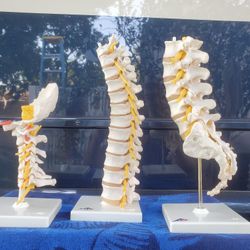 Human Spine Models  / (3) Cervical/ Thoracic / Lumbar 