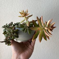 Succulent Arrangement 