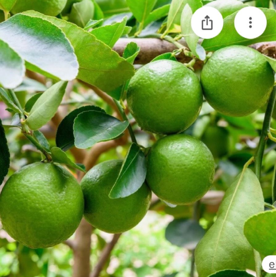 Cit - Lime Bearss Tree