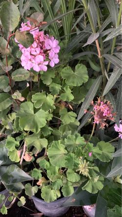 Nastrium flower plant in 5 fallon pot