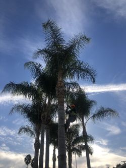 Tree work