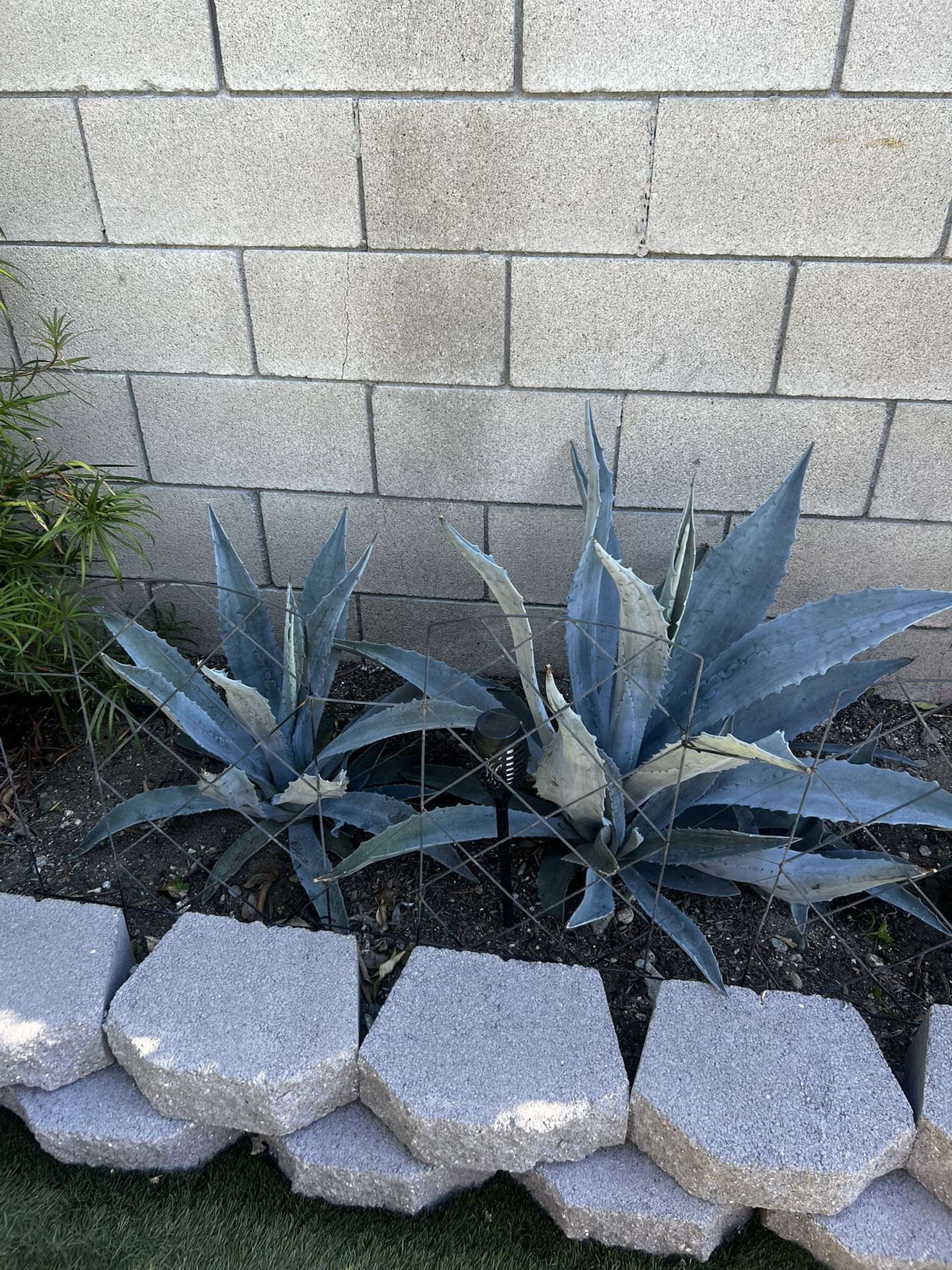Blue Agave Plants