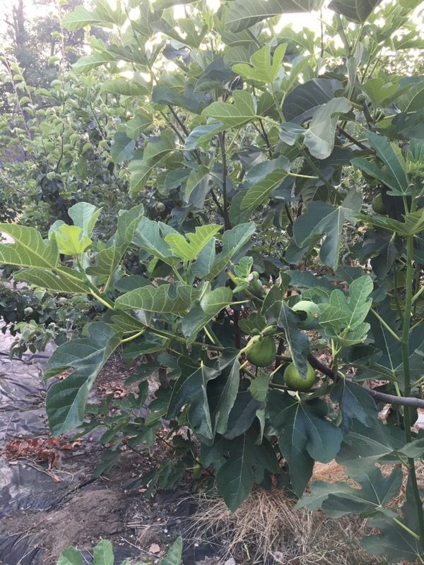 Figs and fig trees for sale! 2022 for Sale in Federal Way, WA OfferUp