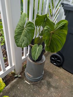 Big Philodendron Gloriosum Plant