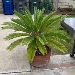 Sago Palm Tree