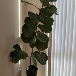 Fiddle Leaf Fig Plant 