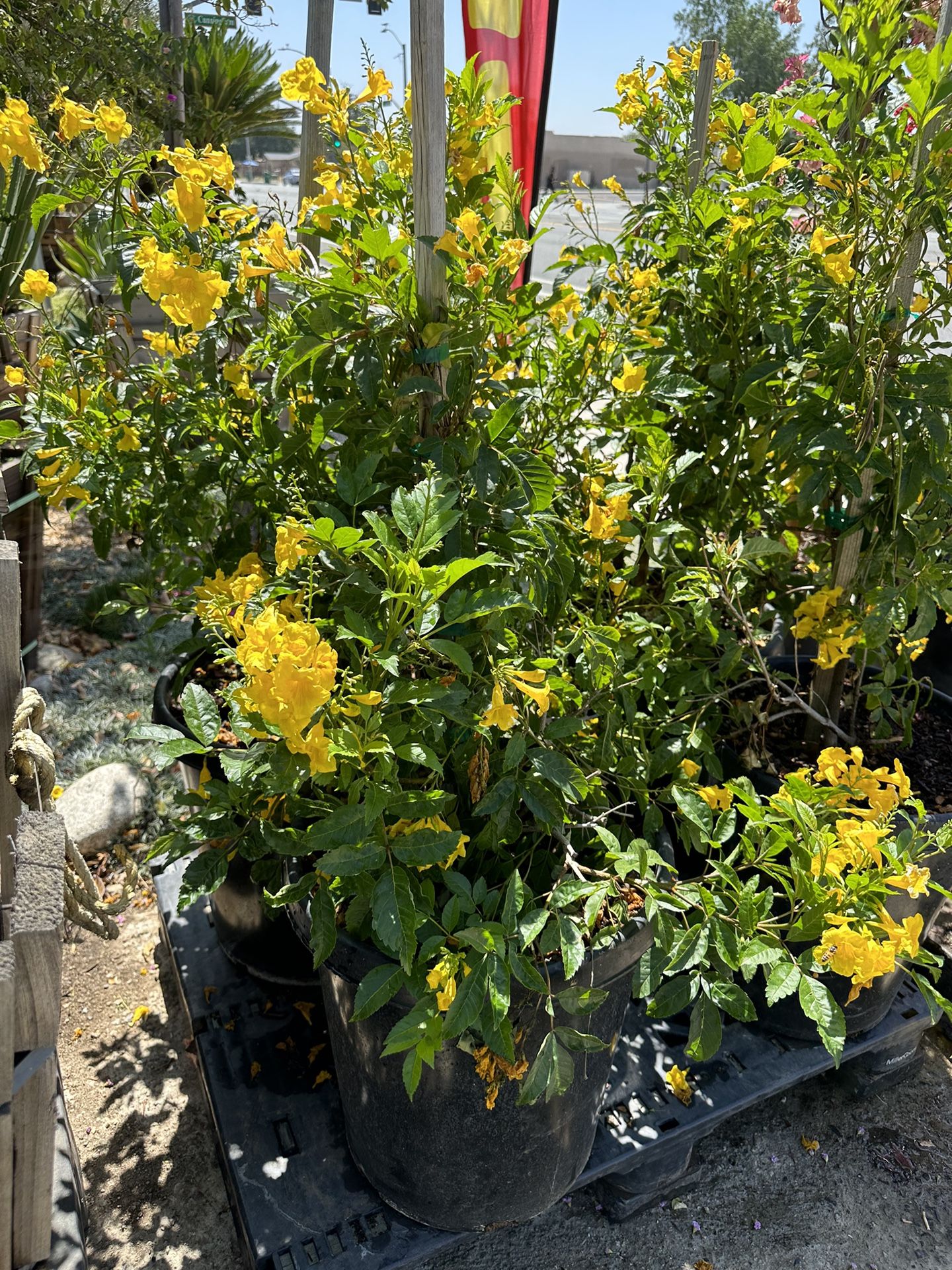 Esperanza gold star, Tecoma Stans, Planta Esperanza, diabética Tronadora, San Pedro, San Andrés 15gal size Er