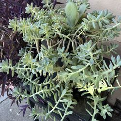 Planta