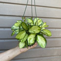6” Hoya Australis Lisa