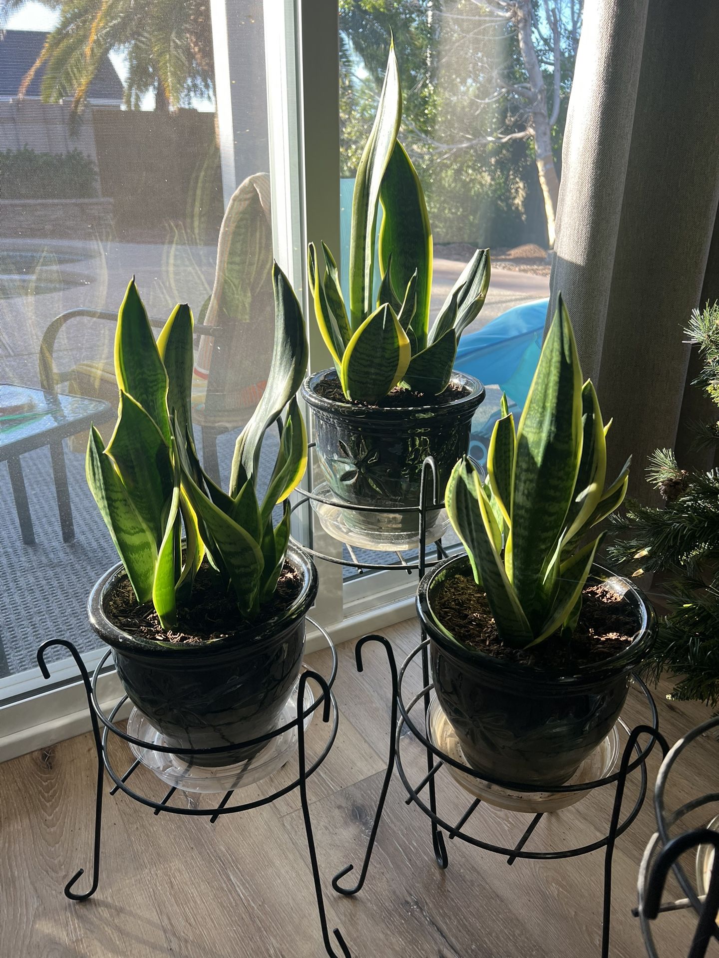 3 Cactus Plants with Beautiful New Pots !