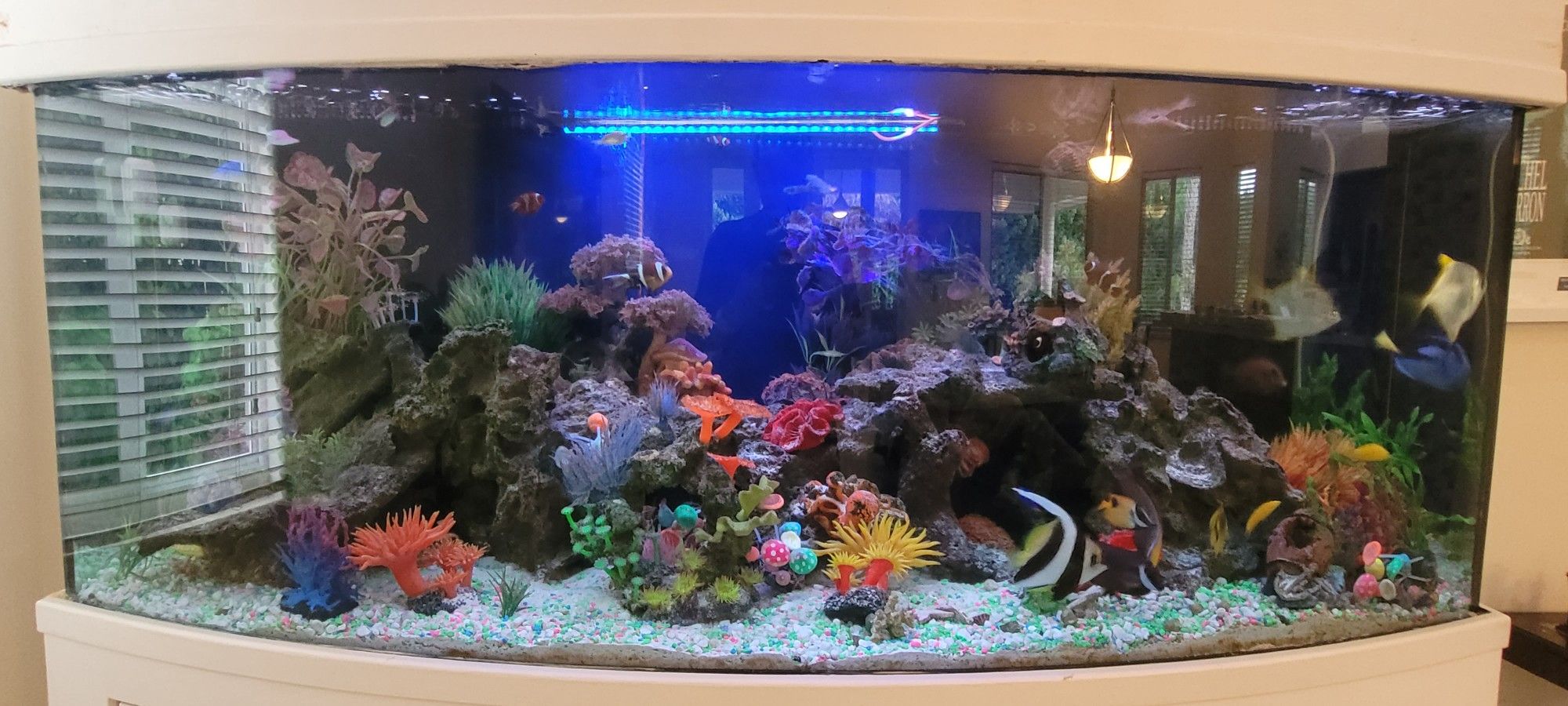 210 Gal. Saltwater Aquarium for Sale in Miami, FL OfferUp