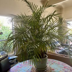 Large Indoor Potted Arica Palm Plant