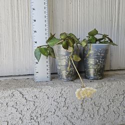 Hoya Krohniana Splash Plants (Blooming)