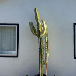 Gorgeous 8’ Tall Euphorbia Plant / Cactus