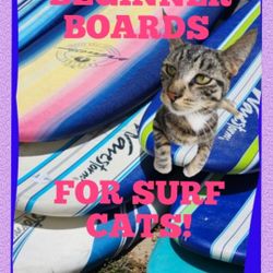 Beginner Soft Top Surfboards $80 To $150