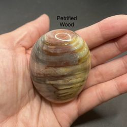 Petrified Genuine Wood Palm Stone from Madagascar 131.2g  RARE