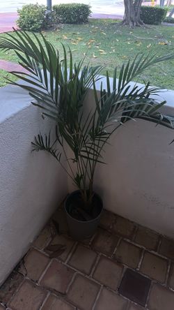 Free plant