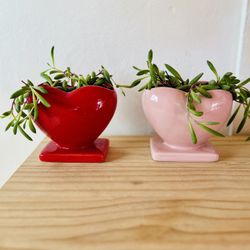 Two Heart Vases With Straining String Of Banana Succulents 