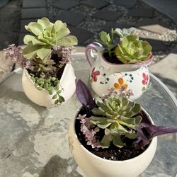 Cute Succulents