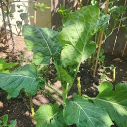 Collard Greens 2ea.( Young Tree Collard Plant 