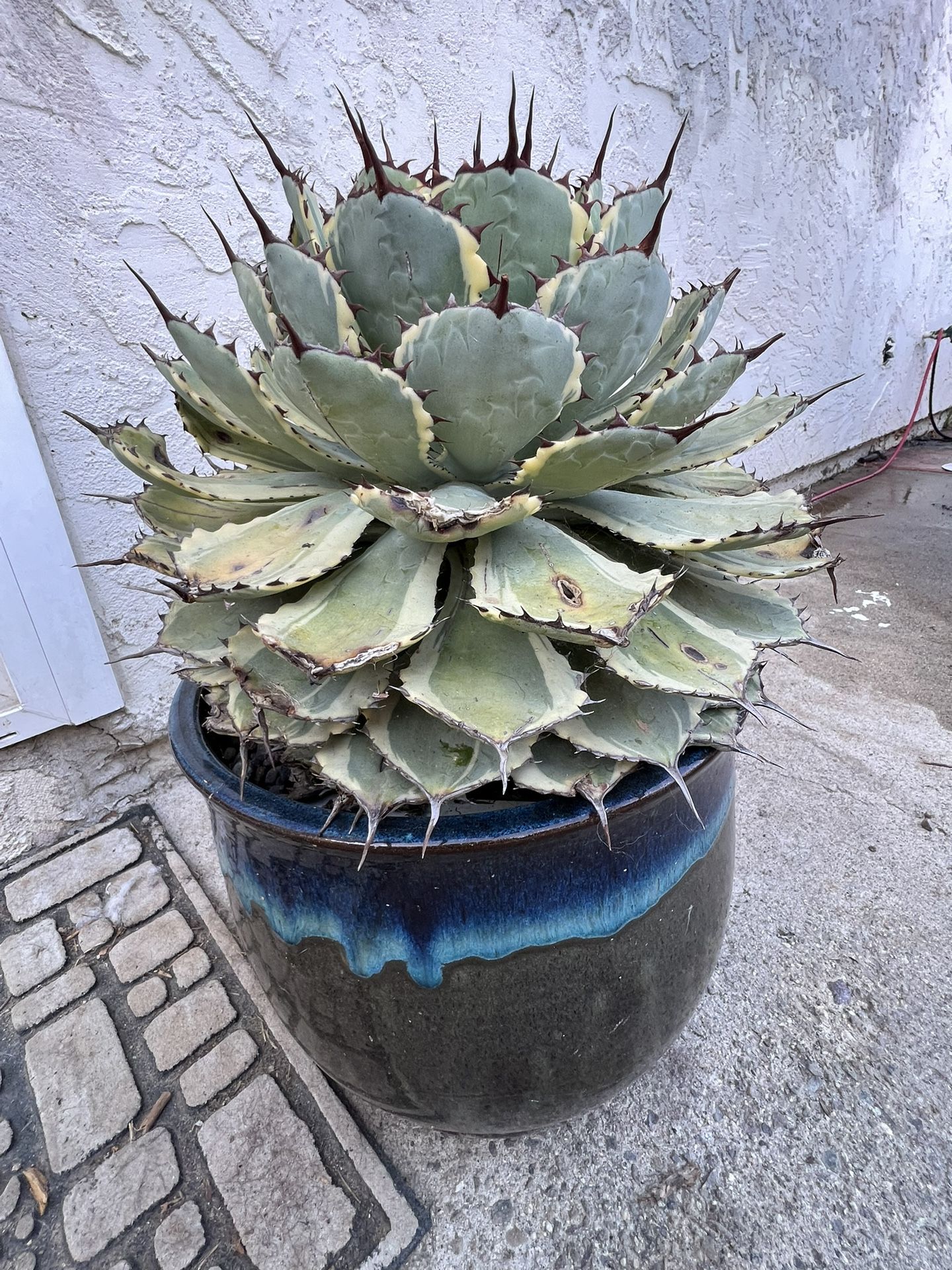 Kissho Kan Agave In Ceramic Pot 