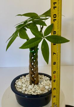 Braided money tree in 4” x 5” ceramic pot