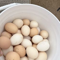 Fresh Eggs Range Free Hens Huevos De Gallina 