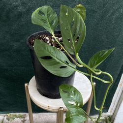 Rare Monstera Small House Hanging Plant, Indoor Or Outdoor But Full Shade Is In 1 Gallon Pot Pick Up Only