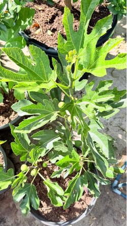 Established VDB Fig Tree – Fruiting Now – Rare Favorite Variety