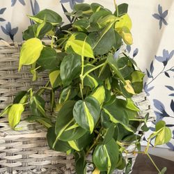Philodendron Brazil