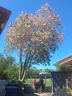 Ceiba tree 6' tall