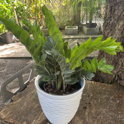 ZZ Plants In 3 gls Pot. ( The White Pot Not Included) SPECIAL PRICE 🤩