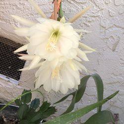 Orchid Cactus- Epiphyllum - Queen Of The Night-Potted  