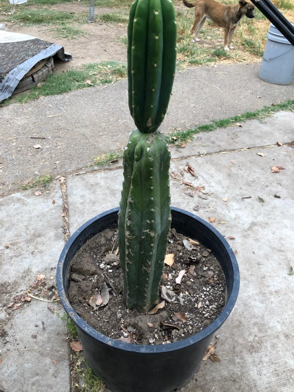 San Pedro Cactus. Pear Cactus.