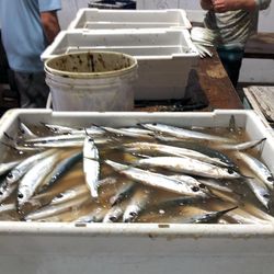 Ballyhoo Bait