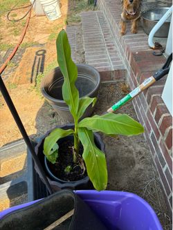 Banana tree