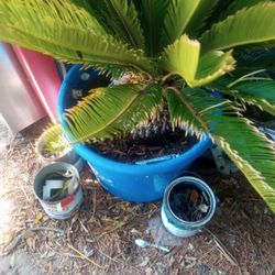 Sego Palm
