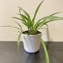 Spider Plant In White 4” Pot