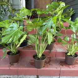 Tons of Healthy Monstera Deliciosa Plant