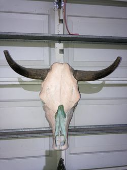 Cow Skull Mount 