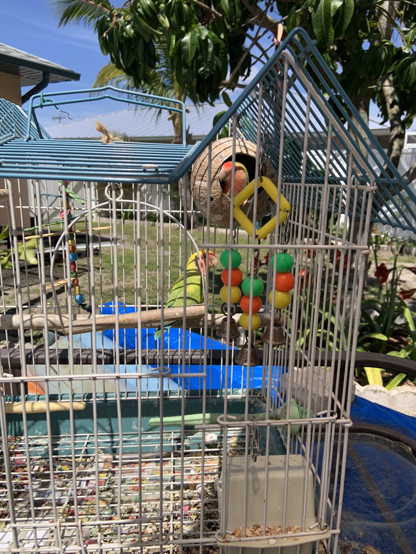 Cage For Love Birds