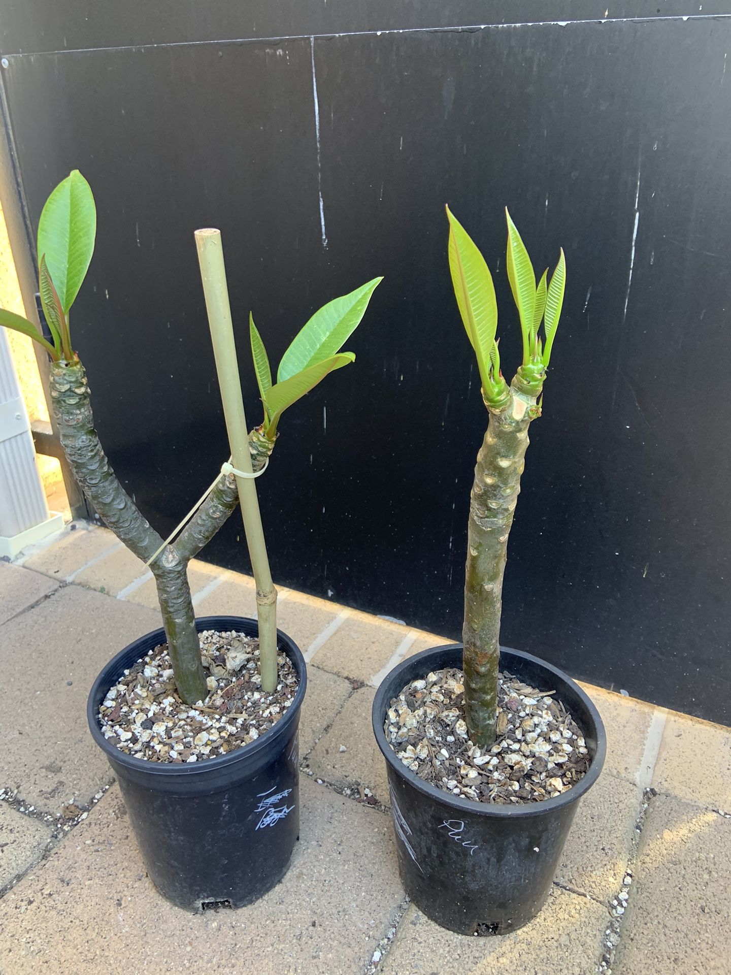 Puu Kahea plumeria