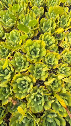 Water lettuce Super Sale! Limited time!