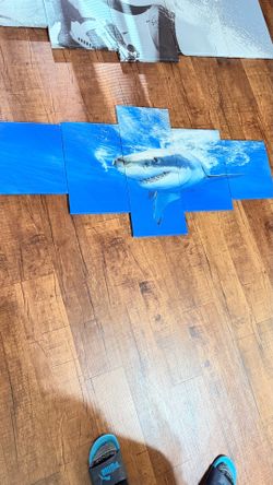 Shark canvas