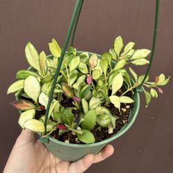 Variegated Hoya Heuschkeliana In 6” Pot 