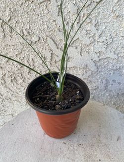 4 Inch Pot Rare Succulent Plant - Albuca Polyphylla - Augrabies Hills - Rooted & Established - Drought Resistant - 🪴