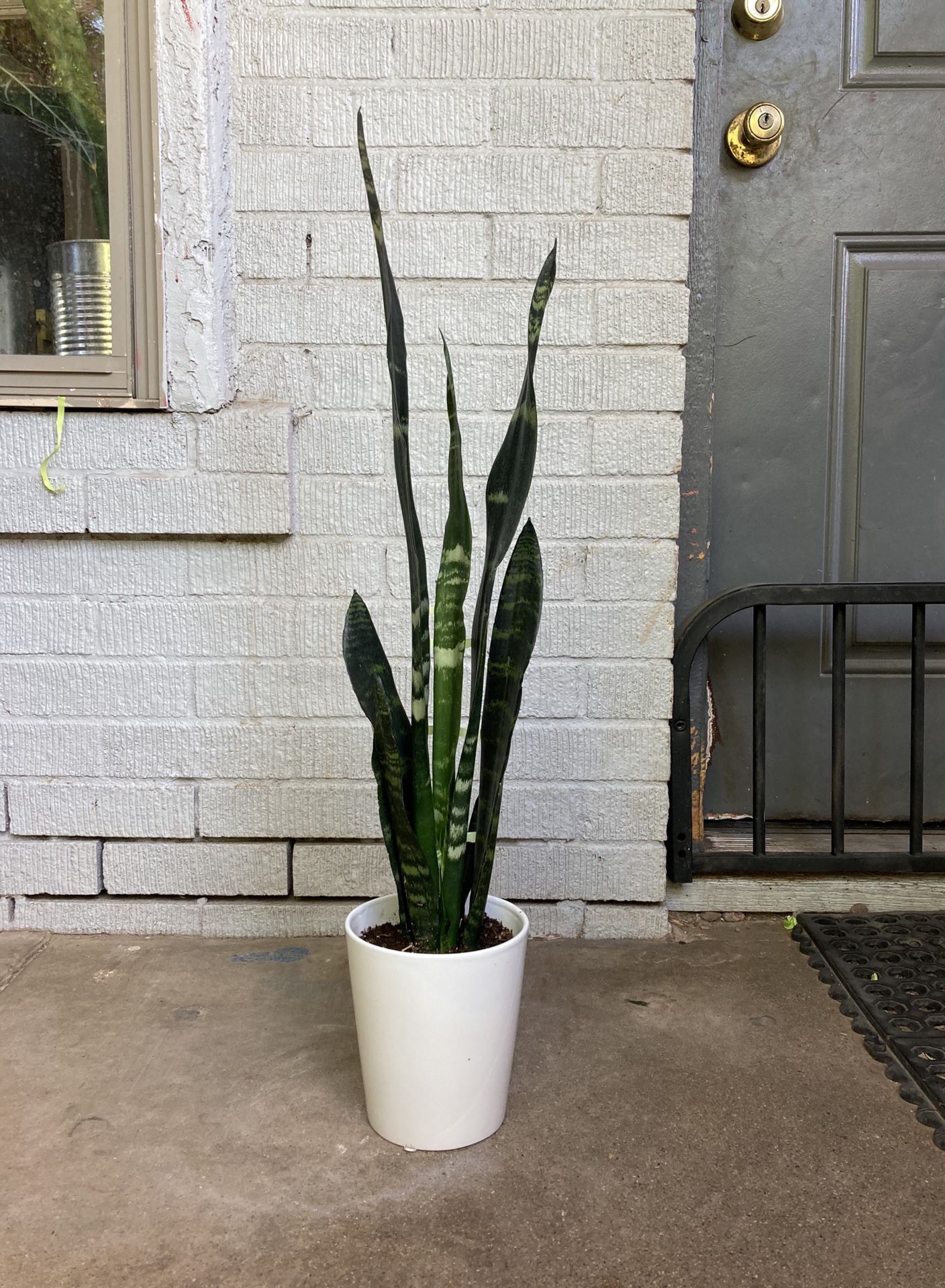 Indoor Mother-in-Law or Snake Plant