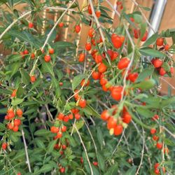 Goji Plants